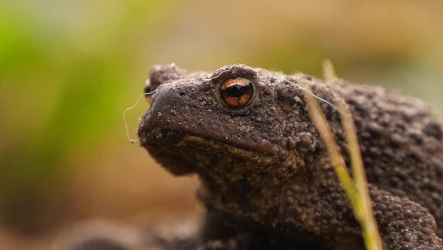 Toad. Frog toad close up