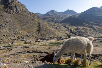 Naklejka premium Llamas in the morning sun in the scenic Tunari National Park near Cochabamba, Bolivia - Traveling and exploring South America