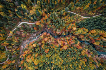 Autumn Forest from above