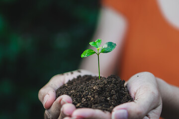hands holding small sprout tree with soil on blurred background.