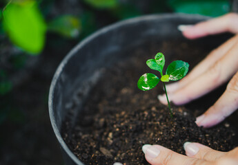 hands planting the young tree while working in the garden
