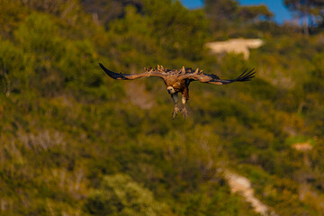 a bird of prey flies against the backdrop of mountains