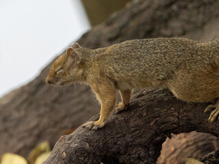 Smith-Buschhörnchen