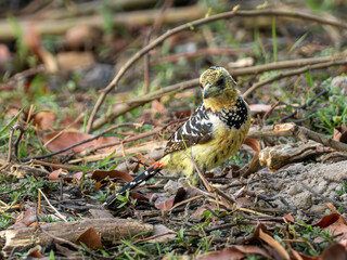 Haubenbartvogel