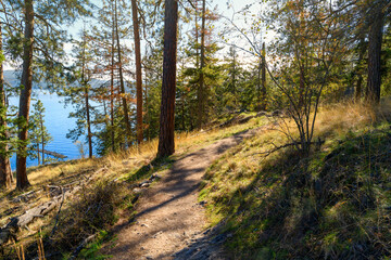 A hillside walking trail along the 2.0-mile loop trail on the public Tubbs Hill nature park along the lake in Coeur d'Alene, Idaho USA.