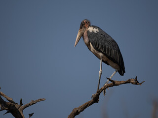 Marabu