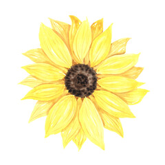 Watercolor hand painted sunflower