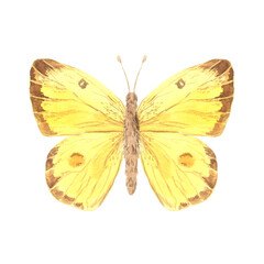 Yellow bright watercolor butterfly