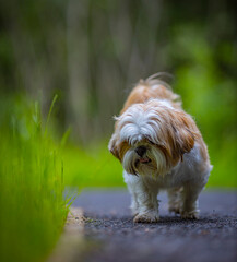 shih tzu dog walks in the forest