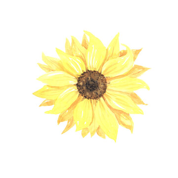 Watercolor hand painted sunflower