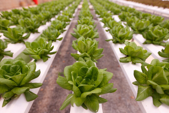 Rows of lettuce in a greenhouse, Organic hydroponic vegetable farm, Dalat, Vietnam, Indochina