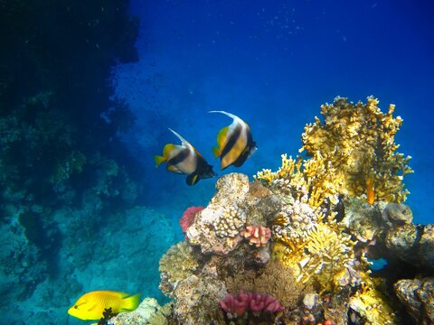 Tropical blue ocean, vivid coral reef and swimming pair of fish (Red Sea bannerfish - Heniochus intermedius) and yellow Slingjaw wrasse (Epibulus insidiator). Corals and fish, underwater photo.