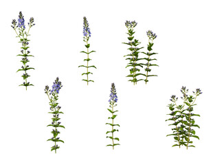 Various flowers on transparent background