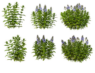Various flowers on transparent background