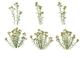 Various flowers on transparent background