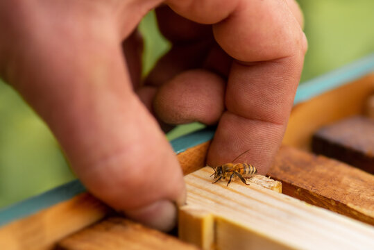 A man's hand takes out a bee frame with a bee.