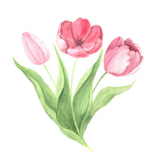 Watercolor hand painted pink tulip flowers - 666703729