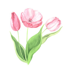 Watercolor hand painted pink tulip flowers - 666703744