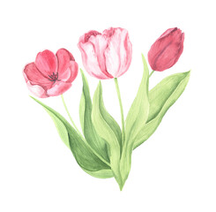 Watercolor hand painted pink tulip flowers