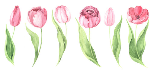 Watercolor hand painted pink tulip flowers