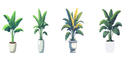 Banana plant in the pot, Vector Illustration on a transparent background	 - obrazy, fototapety, plakaty