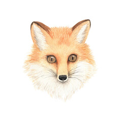 Watercolor realistic forest fox portrait - 666704105