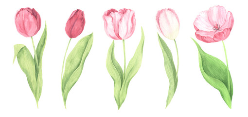 Watercolor hand painted pink tulip flowers