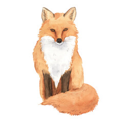 Watercolor realistic forest fox portrait - 666704196