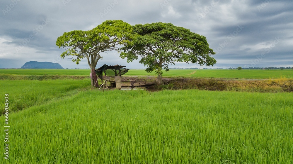 Poster two trees in the middle of an open field with green grass