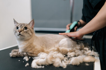 Closeup of unrecognizable pet hairdresser shaving domestic cat hair from hair trimmer at pet salon....