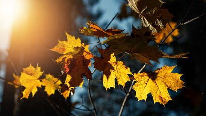 Autumn background with yellow maple leaves and sun rays.