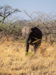 Fototapeta premium Elefant