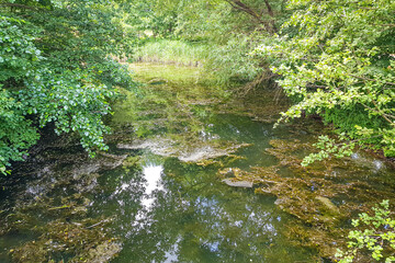 Narrow stream with algae on water surface surrounded by wild vegetation with trees in background, shallow swampy bottom, sunny summer day at Echternach lake park in Luxembourg