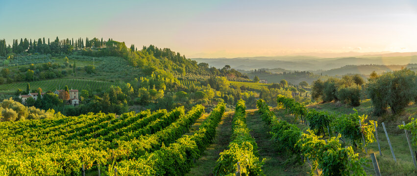 View of vineyards and landscape at sunrise near San Gimignano, San Gimignano, Province of Siena, Tuscany