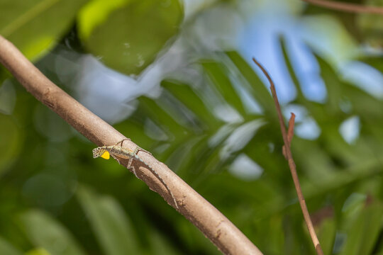 A flying dragon, Draco spp, an arboreal insectivore agamid lizard in Tangkoko Batuangus Nature Reserve, Sulawesi