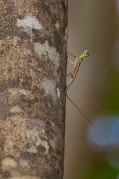 A flying dragon, Draco spp, an arboreal insectivore agamid lizard in Tangkoko Batuangus Nature Reserve, Sulawesi