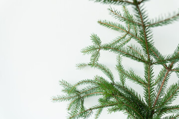 Green Christmas tree branch isolated on a white background. Place for an inscription. Christmas and New Year celebration concept.