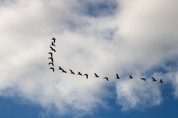 Migrating geese in v formation in the sky over Edinburgh Scotland 