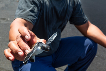 A researcher releases a green sea turtle hatchling (Chelonia mydas), Tangkoko National Reserve, Sulawesi