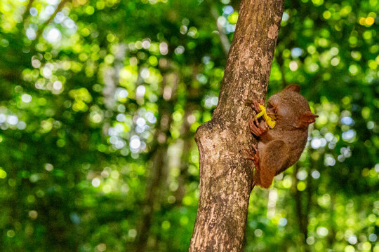 A Gursky's Spectral Tarsier (Tarsius spectrumgurskyae), eating a grasshopper in Tangkoko Batuangus Nature Reserve, Sulawesi