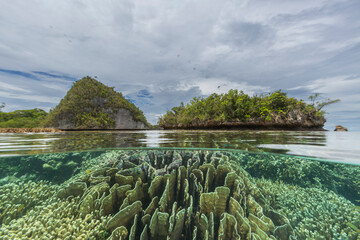 Above and below photo in the crystal clear water in the shallow reefs off Wayag Bay, Raja Ampat