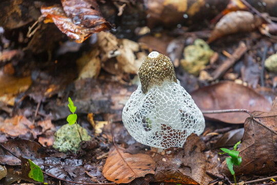 Bridal veil stinkhorn (Phallus indusiatus), growing on Waigeo Island, Raja Ampat