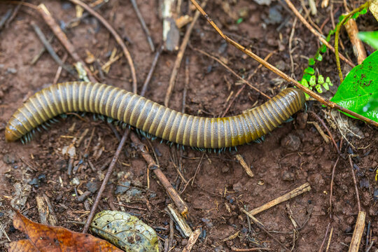A millipede in the family Spirobolidae in the order Spirobolida, Waigeo Island, Raja Ampat