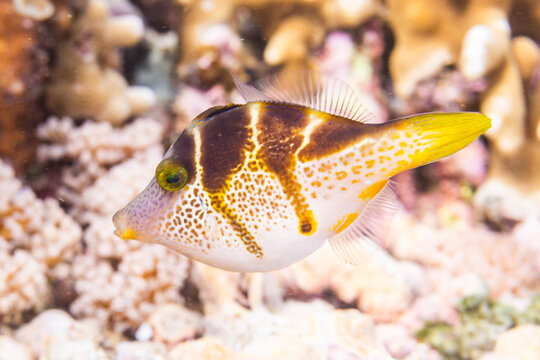 An adult mimic filefish (Paraluteres prionurus), off Bangka Island, near Manado, Sulawesi