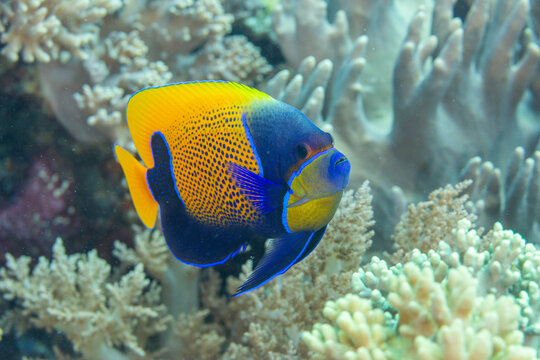 An adult blue girdle angelfish (Pomacanthus navarchus), off Bangka Island, off the northeastern tip of Sulawesi