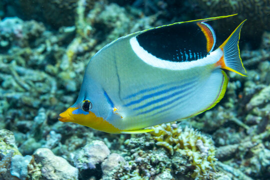 An adult saddle butterflyfish (Chaetodon ephippium), off Kri Island, Raja Ampat