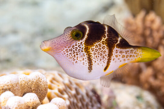An adult mimic filefish (Paraluteres prionurus), off Bangka Island, near Manado, Sulawesi
