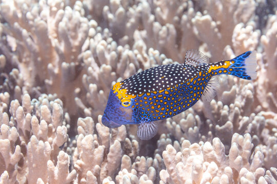 An adult spotted boxfish (Ostracion meleagris), off Bangka Island, near Manado, Sulawesi