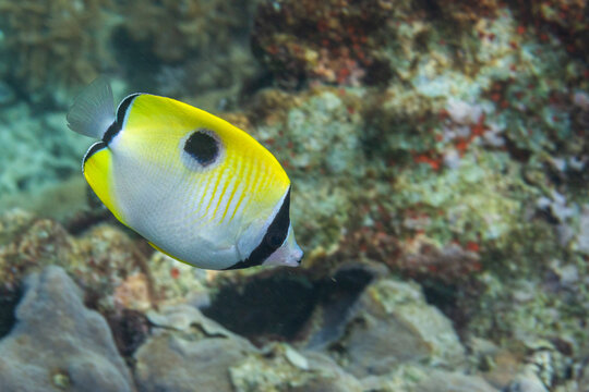 An adult teardrop butterflyfish (Chaetodon unimaculatus), off Bangka Island, near Manado, Sulawesi