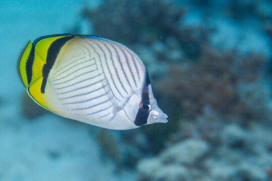 An adult vagabond butterflyfish (Chaetodon vagabundus), off Bangka Island, near Manado, Sulawesi